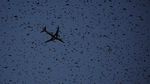 Foto: Kawanan Burung di Langit Roma Saat Senja