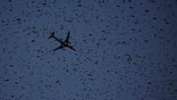 Potret kawanan burung tersebut saat ada pesawat melintas
