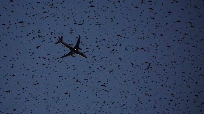990 Koleksi Gambar Burung Di Langit Gratis Terbaru