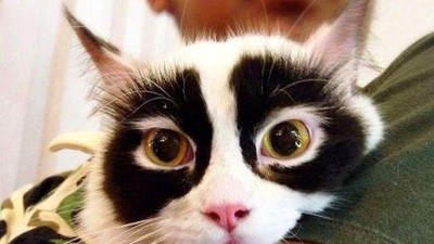 Potret Kucing dengan Motif Bulu Super Unik