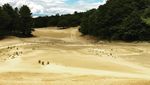 Foto: Unik! Ada Gurun di Tengah Hutan Amerika