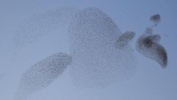 Kawanan burung ini berkumpul di langit Roma saat senja.