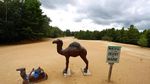 Foto: Unik! Ada Gurun di Tengah Hutan Amerika