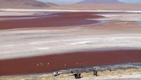 Ada flamingo dan binatang lainnya di padang garam dengan beberapa kaktus cantik di sekitarnya. Salar de Uyuni punya Laguna Colorado dan Verde yang dihidupi berbagai binatang lucu (CNN Travel)