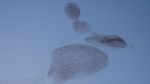 Foto: Kawanan Burung di Langit Roma Saat Senja