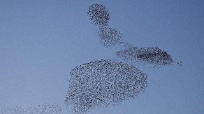 Foto Kawanan Burung Di Langit Roma Saat Senja