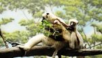 Foto: 8 Kebun Binatang Terbesar di Dunia