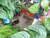 1000 Gambar Bebek Tengkorak Terbaru 1000 Gambar Bebek Tengkorak Terbaru