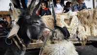 Bahkan ada juga yang membawa keledai saat karnaval. (AFP)