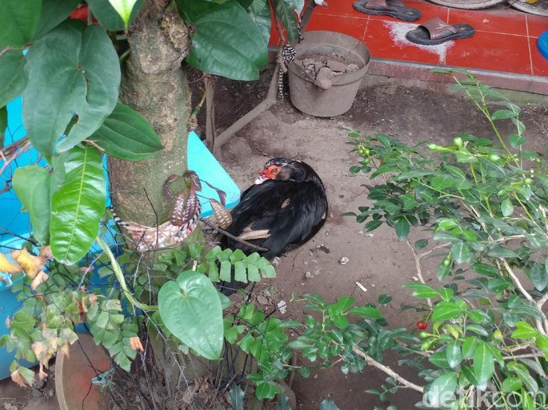 1000 Gambar Bebek Tengkorak Terbaru 1000 Gambar Bebek Tengkorak Terbaru