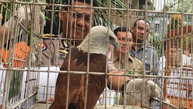  Kabid Humas Polda Metro Jaya Kombes Pol Argo Yuwono mengatakan modus penjualan hewan langka via media sosial ini tergolong baru.
