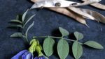 Pencinta Warna Biru, Wajib Lihat Nih 10 Sajian Cantik Ini!