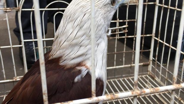 Hewan-hewan langka itu dijual dengan harga hingga lima juta rupiah.