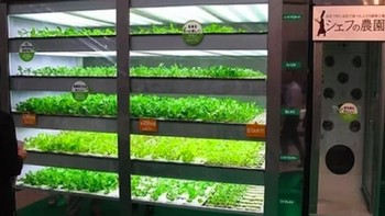 Di Jepang, ada vending machine selada yang benar-benar segar karena tumbuh di dalamnya. Foto: istimewa