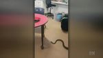 Detik-detik Ular Piton Masuk Kelas di Australia