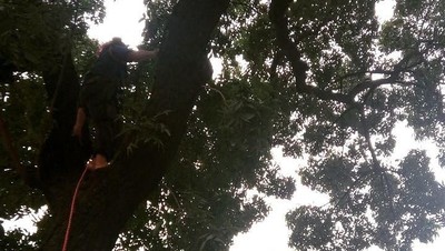Foto: Aksi Damkar Selamatkan Kucing dari Pohon 5 Meter di Sudirman