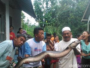 Dipercaya Sembuhkan Penyakit, Ini yang Dilakukan Penemu Belut Raksasa
