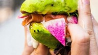 Salah satu menu andalan Avocaderia, Avo Burger atau burger alpukat. Tengahnya masih diselipkan bacon lho! Foto: Instagram avocaderia