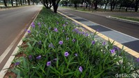 Jalur pedestrian itu juga dilengkapi dengan taman. Sehingga membuat pengguna jalan di kawasan tersebut nyaman dan asri.