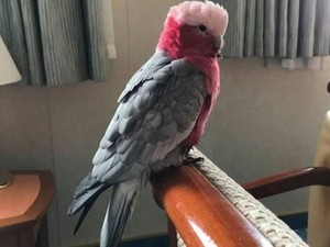 Burung Kakatua Ini Jadi Penumpang Gelap Kapal Pesiar Australia