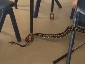 Ular Masuk Kelas, Jadi Pelajaran Sains Terbaik