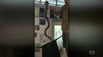Detik-detik Ular Piton Masuk Kelas di Australia