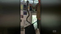 Penangkap ular asal Noosa, Luke Huntle langsung dipanggil. Tak langsung memasukkan ular itu ke kantong, Huntle menunjukkan ular itu terlebih dahulu ke anak-anak (Foto: Screenshot video ABC News)