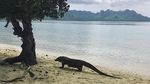 Foto: Miss Universe dan Komodo