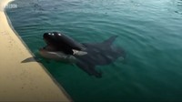 Wikie menirukan suara-suara manusia ini saat sebagian tubuhnya berada di air dan kepala serta blowhole di luar air. Suara yang dibuat di dalam air bisa saja berbeda
