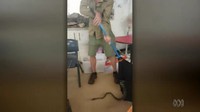 Setelah menurunkan ular piton dari jendela, Luke membiarkan ular tersebut melingkar di kursi dan meja kosong untuk menyenangkan kerumunan anak-anak itu. (Foto: Screenshot video ABC News)