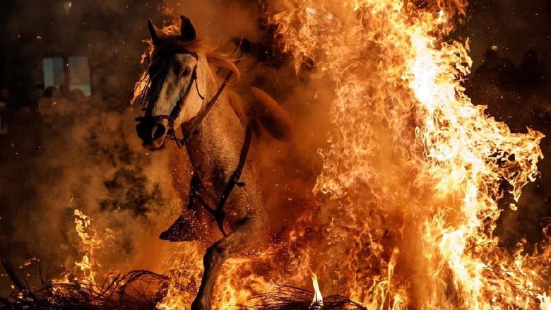 Festival berkuda menembus api yang ngeri di Spanyol (Juan Medina/Reuters) Festival berkuda menembus api yang ngeri di Spanyol (Juan Medina/Reuters)