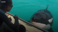 Wikie adalah bagian dari penelitian di Marineland Aquarium di Antibes, Prancis.