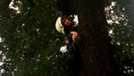 Foto: Aksi Damkar Selamatkan Kucing dari Pohon 5 Meter di Sudirman