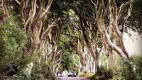 Tahun 1775, pohon-pohon beech itu ditanam oleh keluarga James Stuart. Hingga sekarang pepohonan itu terangkai alami bagai terowongan (terrinash87/Instagram)