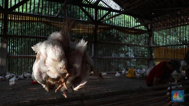 Peternak Ayam Merana, Darmin: Saya Bingung Penyebabnya Apa