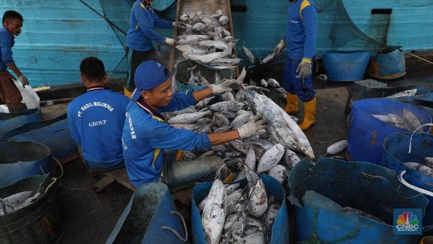 Ikan Cakalang hasil tangkapan nelayan dibongkar dari kapal di Pelabuhan Perikanan Samudra Nizam Zachman, Muara Baru Jakarta, Kamis (1/2/2018). Ditahun 2018 KKP menargetkan nilai ekspor perikanan Indonesia capai USD5,4 miliar. (CNBC Indonesia/Muhammad Sabki)