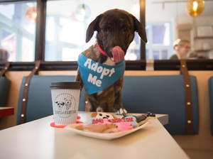 Asyik! Di Kafe Ini Pengunjung Bisa Ngopi Bareng Anjing Peliharaan