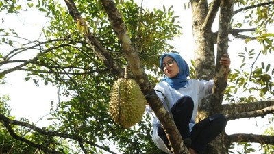 Aksi Bupati Lebak Iti Octavia Panjat Pohon Durian