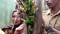 Banyak orang datang ke sekolah ini untuk memastikan keberadaan pohon pisang aneh ini. Tajuddin tak memberikan izin kepada pengunjung untuk memegang langsung buah pisang tersebut.