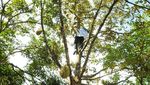 Aksi Bupati Lebak Iti Octavia Panjat Pohon Durian