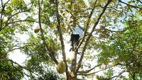 Iti saat memanjat di ketinggian/Foto: Dok Pemkab Lebak