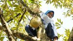 Aksi Bupati Lebak Iti Octavia Panjat Pohon Durian