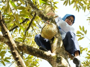 Bupati Lebak Iti soal Aksi Panjat Pohon: Kebiasaan Waktu Kecil