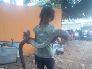 Tewas Dililit Ular, Pelukis di Menteng Sempat Berguling 30 Menit