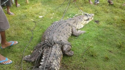 Potret Buaya 3,4 Meter yang Nyasar ke Tambak Udang Warga Gorontalo