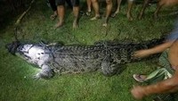 Buaya ditemukan tepat di Desa Mootinelo, Kwandang, Gorontalo Utara, pada Jumat (2/1) malam. Adalah warga Desa Bolongga, Hendra Pakaya yang menemukan buaya ini. Foto: (Dok Istimewa).