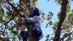 Aksi Bupati Lebak Iti Octavia Panjat Pohon Durian