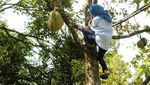 Aksi Bupati Lebak Iti Octavia Panjat Pohon Durian