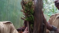 Pohon ini ditanah oleh guru SDN 11 Pabundukang, Tajuddin. Dia mengatakan bibit pisang itu didapatkan dari belakang rumahnya.