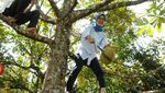 Aksi Bupati Lebak Iti Octavia Panjat Pohon Durian